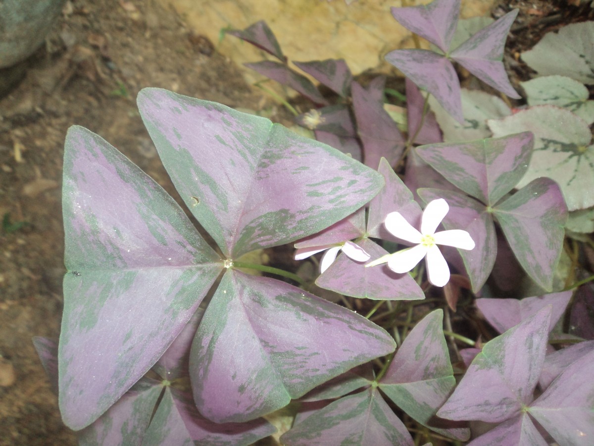 Oxalis triangularis A.St.-Hil.